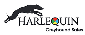 Harlequin Greyhound Sales