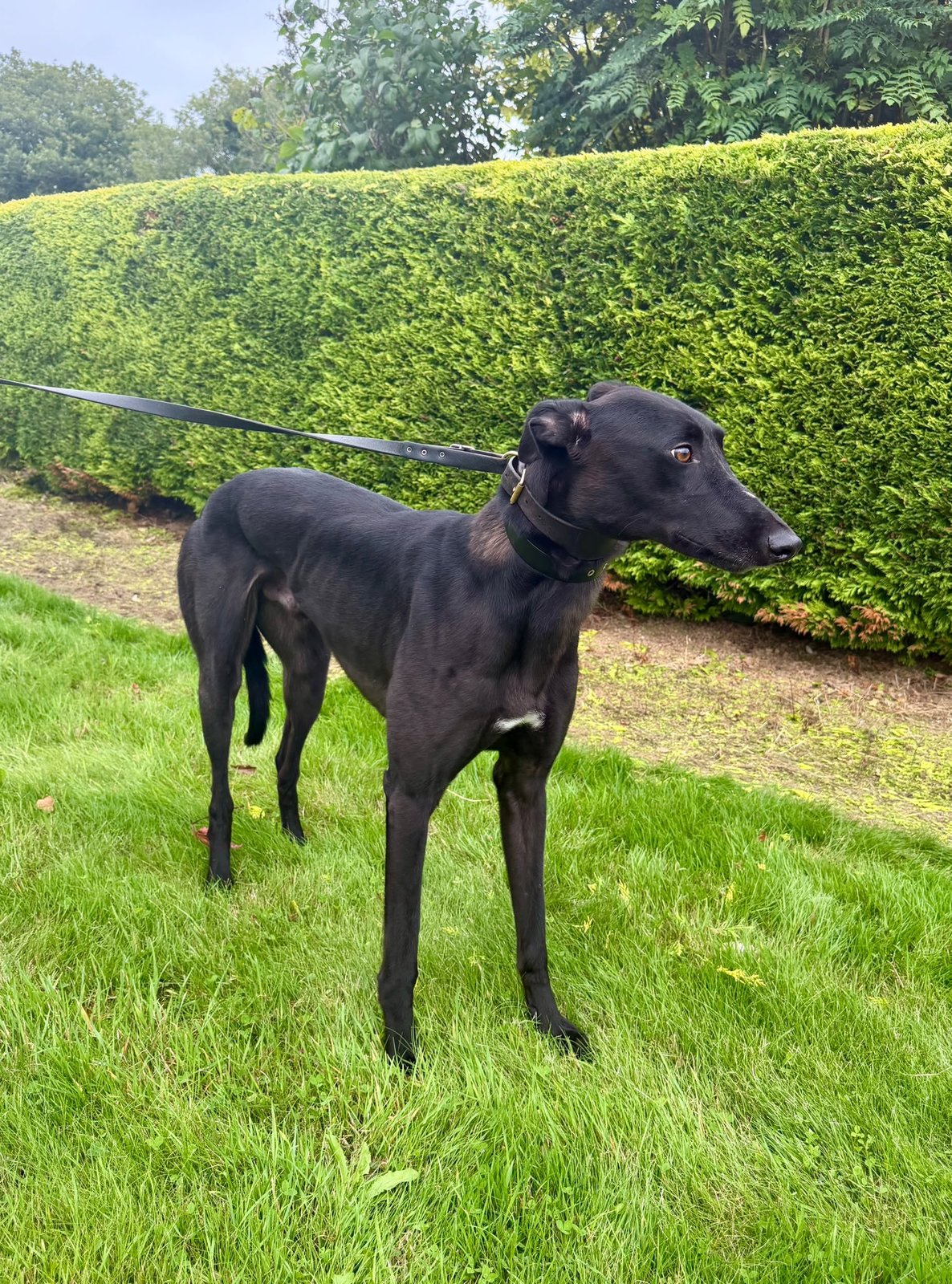 Blenheim Boy :  Staying in Ireland