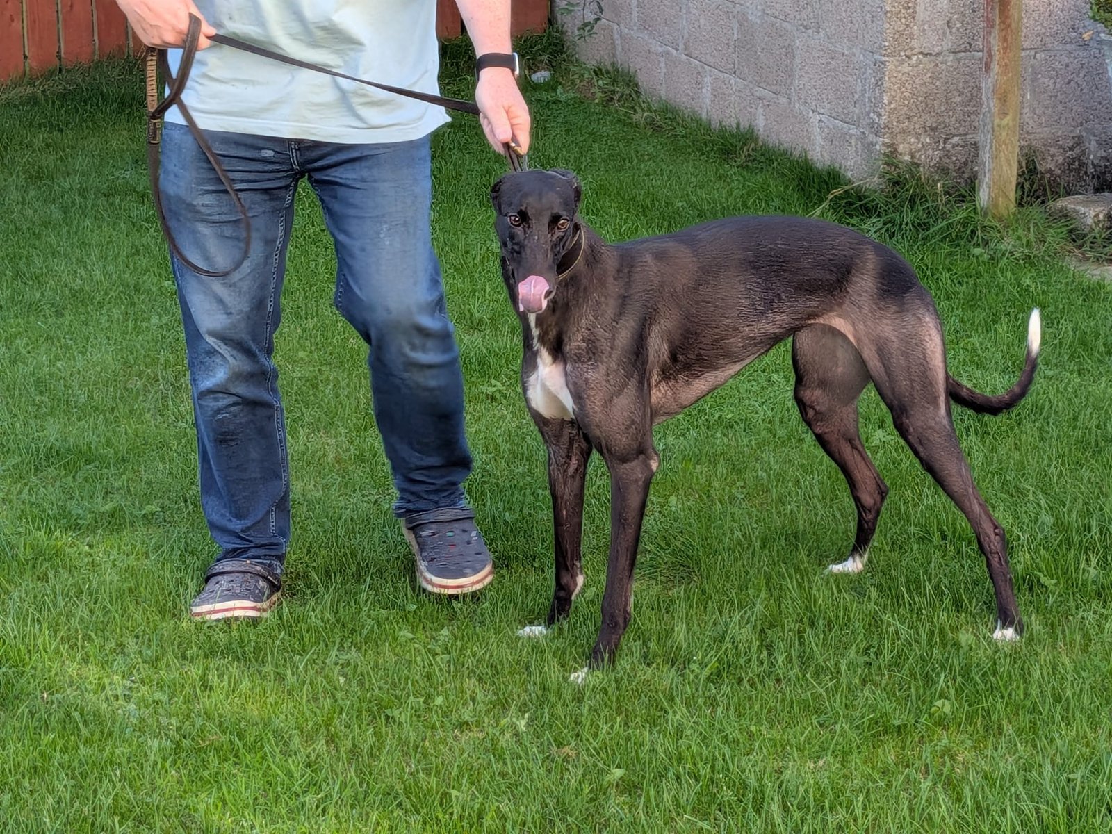 Ballysteen Lady : November 2024 : 18.32 + 29.59 Drumbo Park