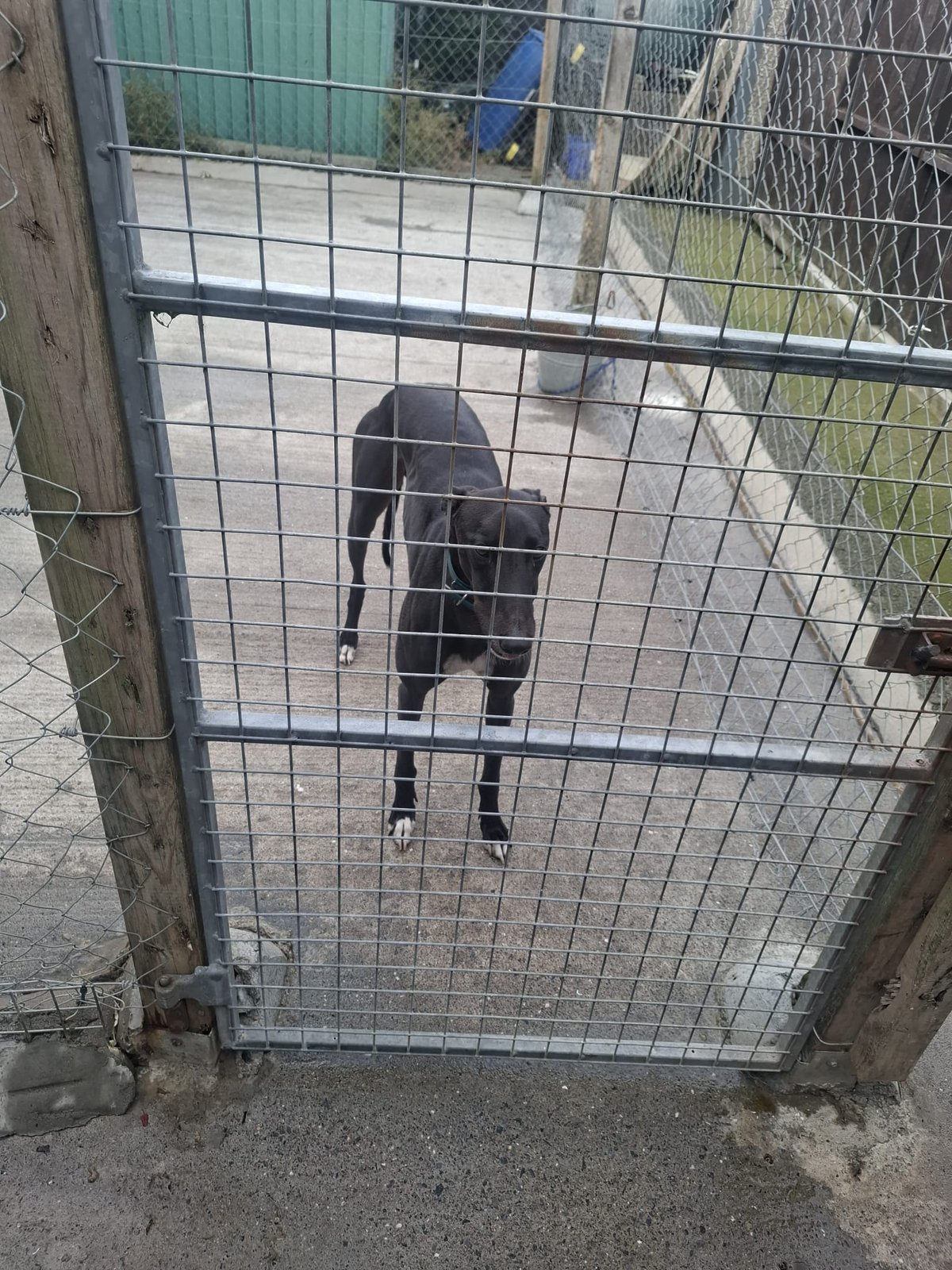 Glavin Nando : Unraced December 2024 : 17.26 +  29.46 Clonmel