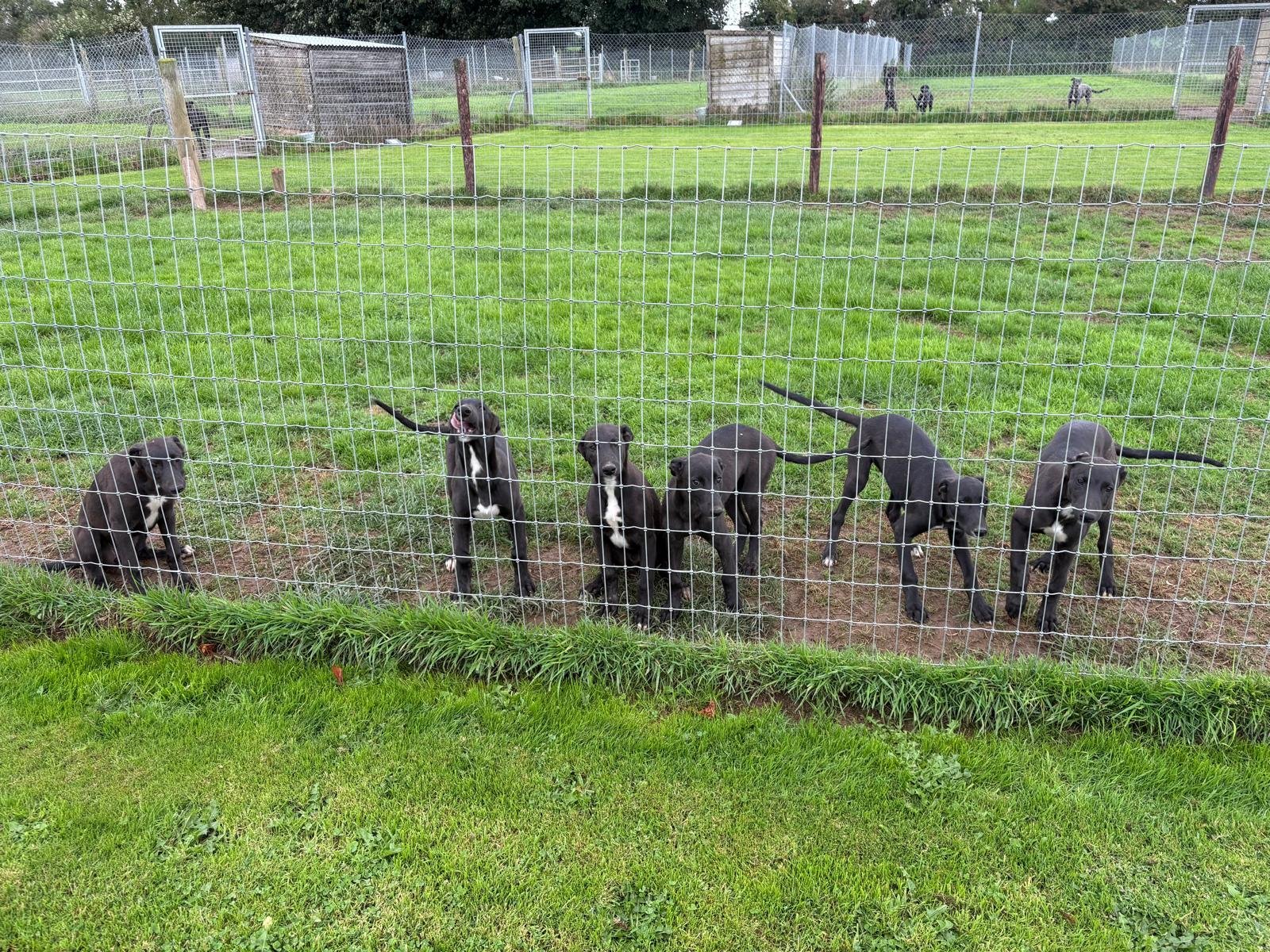 Grangeview Ten x Moanteen Sassy 1 x Bitch July 2026 pups (Litter sister to Bockos Diamond)