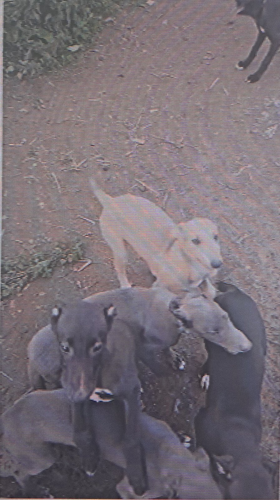 Ballymac Cooper x Skirk Newbie (Ballymac Wisdom Dam Line) : July 2026 : 5 Bitches