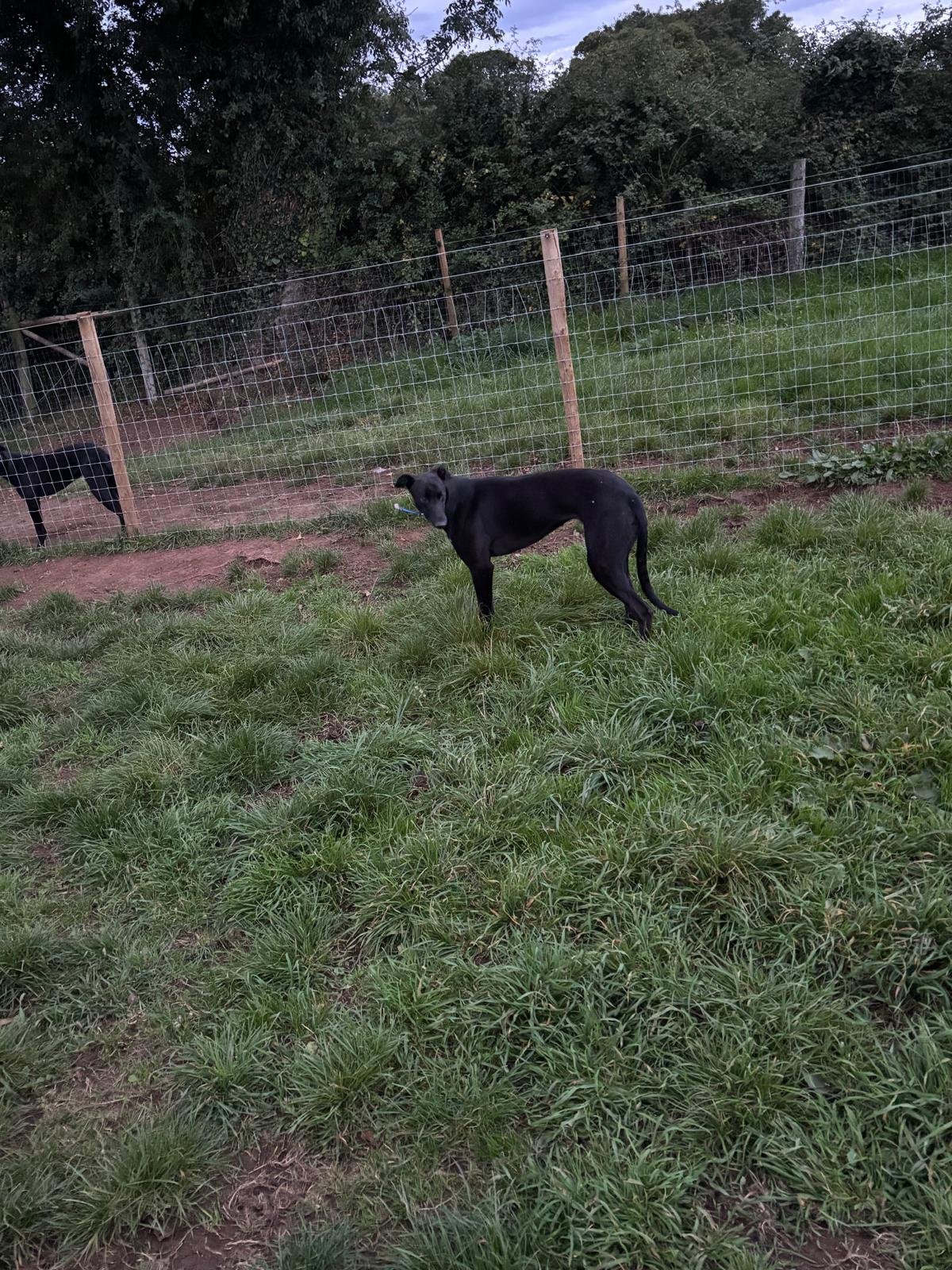 Coolavanny Hoffa x Speed Flash (October 2025 Pups) Forest Natalee dam lines