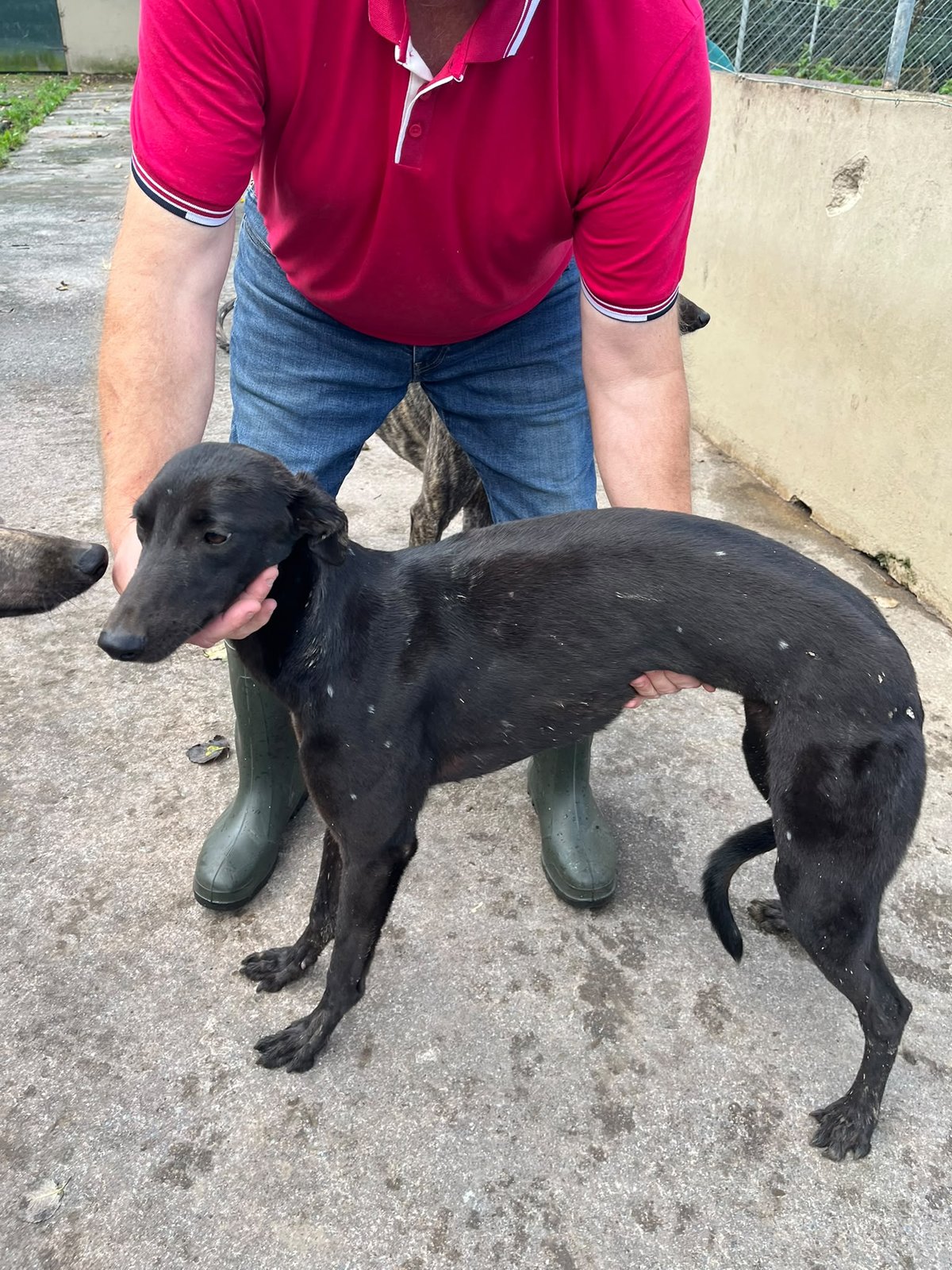 Dorotas Wildcat x Drumshanbo Susie (Daughter of Susie Sapphire) (October 2025 Saplings)