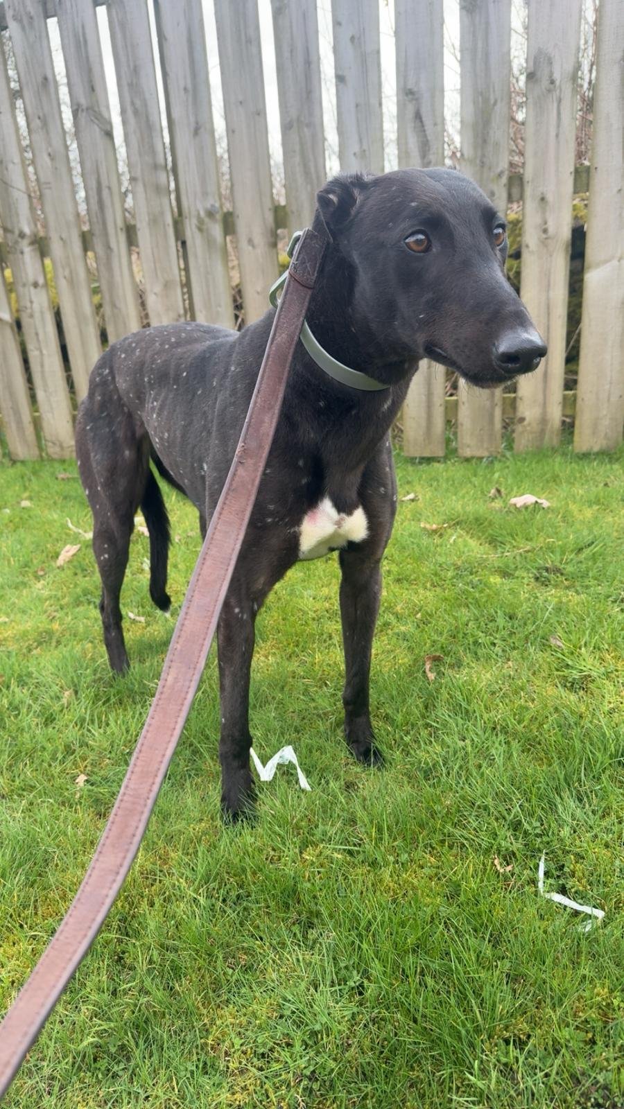 Millhill Yogi : UK Bonded : September 2024 : 29.18 Newcastle 27.56 Sunderland